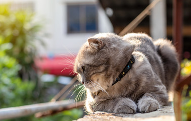 Gray Thai cat crouched on a concrete wall near the house.
