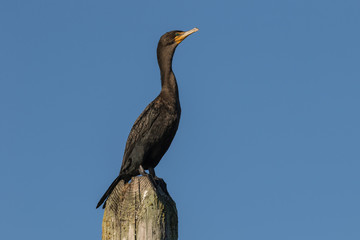 Cormorant on Piling