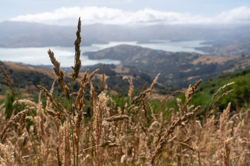 View of Akaroa from the mountains