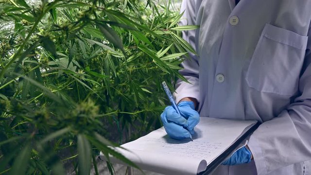 scientist hands checking hemp plants in a greenhouse. Concept of weed herbal alternative medicine, cbd oil, pharmaceptical industry