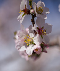 Fototapeta premium almonds tree flowes on a twing bee blured background in spring season day