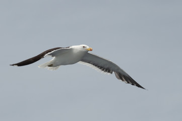 Seagulls in the sky