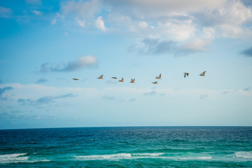 Obraz premium Birds at the Beach in Destin Florida 