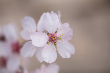 almonds tree  flowes on a twing bee blured background in spring season day