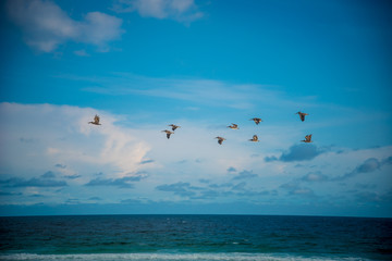 Birds at the Beach in Destin Florida 