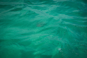 Jelly Fish in the Ocean 