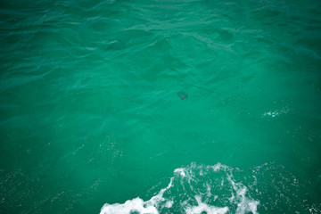 Jelly Fish in the Ocean 