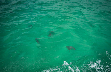 Jelly Fish in the Ocean 
