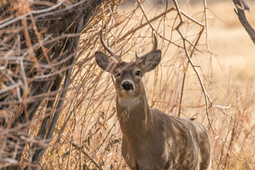 Whitetail Buck Tries to Hide