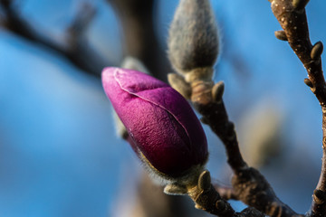 buds on tree