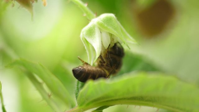 Honey bee on flower pollination macro shot