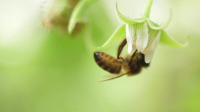 Honey bee on flower pollination macro shot