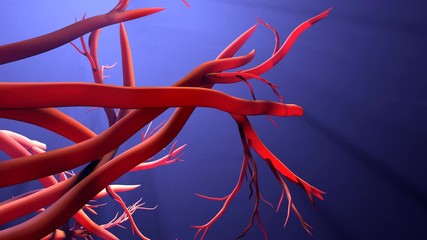 New blood vessel formation