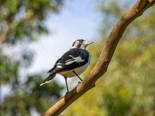 Magpie Lark