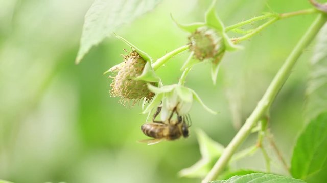 Honey bee on flower pollination macro shot