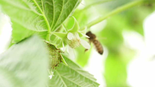 Honey bee on flower pollination macro shot