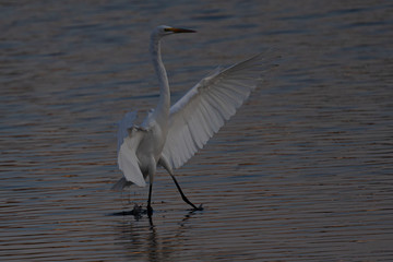 Great egret landing in beautiful light, seen in the wild in a North California marsh 