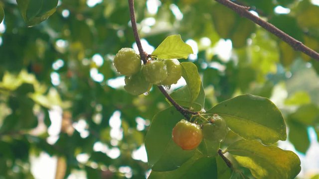 wet acerolas tree