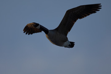 Canada goose flying, seen in the wild near the San Francisco Bay
