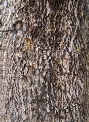 Old Wood Tree background surface  natural pattern