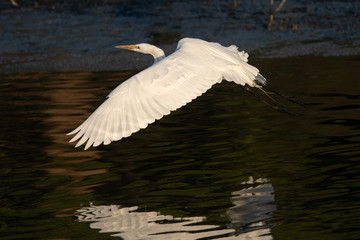 Great egret flying in beautiful light, seen in the wild in a North California marsh 