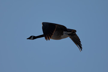 Canada goose flying, seen in the wild near the San Francisco Bay