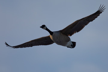 Canada goose flying, seen in the wild near the San Francisco Bay