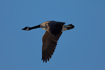 Canada goose flying, seen in the wild near the San Francisco Bay