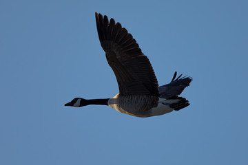 Canada goose flying, seen in the wild near the San Francisco Bay