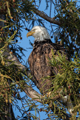 Closeup of a bald eagle perched on a tree, seen in the wild in  North California