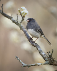 Dark-eyed Junco in Plum Tree