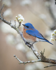 Eastern Bluebird in Plum Tree
