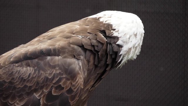 north america bald eagle