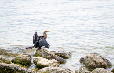 Bird standing with opened wings