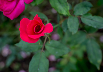 Beautiful single red rose