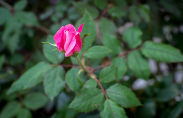 Slightly closed pink rose