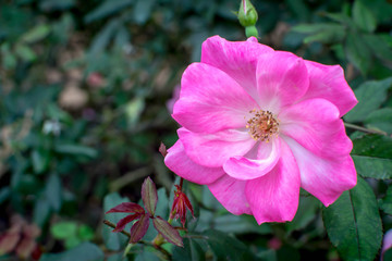 Fully bloomed pink rose