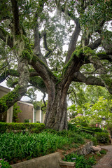Larger Cummer oak tree in a garden