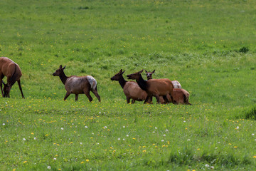 A group of elk grazing on a lush green field. High quality photo
