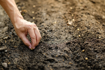 hand planting SOYBEAN seed of marrow in the vegetable garden.plant seed in soil