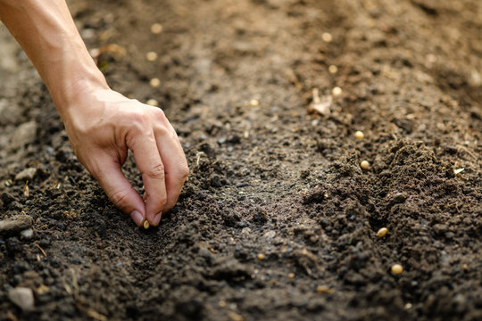 hand planting SOYBEAN seed of marrow in the vegetable garden.plant seed in soil