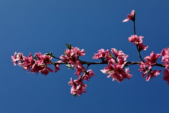 pink blossoms of a nectarine tree against a blue sky