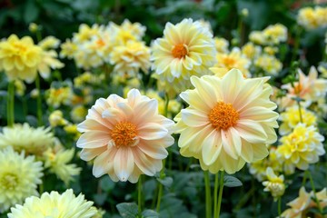 Close-up view of yellow chrysanthemums in the garden