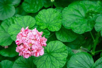Fototapeta premium Close-up view of viburnum carlcephalum with blurred background of leaves