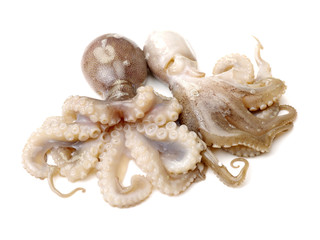 Octopus on a white background