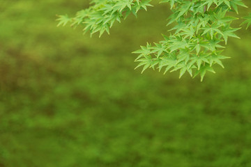 Green maple leaf in springtime season. Natural background