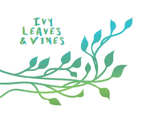 Ivy or vines in floral nature vector design for borders and corners in blue green spring design element, outlines of leaves or plant in climbing ivy decoration, vector colors can be edited