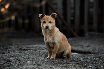 Abandoned or caged dog looking for a forever home