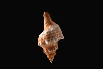 Sea shell captured agains black backgorund