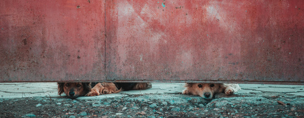 Abandoned or caged dog looking for a forever home